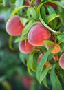 Peach tree fruits Royalty Free Stock Photo