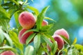 Peach tree fruits Royalty Free Stock Photo