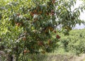 Peach tree full of fresh ripen peaches in the farm