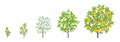 Peach tree growth stages. Vector illustration. Ripening period progression. Fruit tree life cycle animation plant seedling. Peach