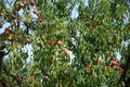 Laden New Jersey Peach Tree