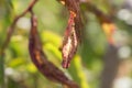 Peach tree leaves are damaged by aphids as a pest, fruit tree disease on the leaves