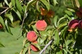 Cluster peaches ripening on the tree