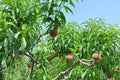 Peach tree in an orchard full of ripe red peaches on a sunny day