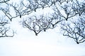 Peach tree orchards on snowy winter landscape Royalty Free Stock Photo