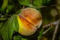 Peach on the tree Royalty Free Stock Photo