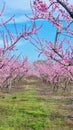 peach tree pink flowers in varoia greece