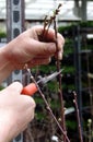 Peach tree pruning Royalty Free Stock Photo