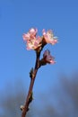 Peach tree Redhaven Royalty Free Stock Photo