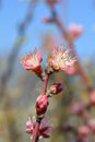 Peach tree Redhaven Royalty Free Stock Photo