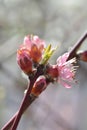 Peach tree Redhaven Royalty Free Stock Photo