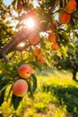 Peach tree with ripe peaches outside on sunny day in an orchard, generative AI Royalty Free Stock Photo