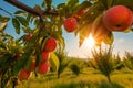 Peach tree with ripe peaches outside on sunny day in an orchard, generative AI Royalty Free Stock Photo