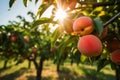 Peach tree with ripe peaches outside on sunny day in an orchard, generative AI Royalty Free Stock Photo