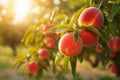 Peach tree with ripe peaches outside on sunny day in an orchard, generative AI Royalty Free Stock Photo