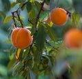 Peach tree with ripening fruits Royalty Free Stock Photo