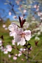 Peach tree in spring season