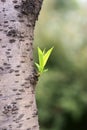 Peach tree trunk with new leaf Royalty Free Stock Photo