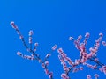 Peach tree twig with pink blossoming flowers. clear blue sky background Royalty Free Stock Photo