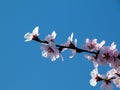 Peach tree twig with pink blossoming flowers. clear blue sky background Royalty Free Stock Photo