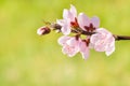 Peach tree twig with pink flowers in bloom and blurred green background Royalty Free Stock Photo