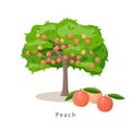 Peach tree vector illustration in flat design isolated on white background, farming concept, tree with fruits and big Royalty Free Stock Photo