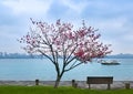 Peach trees on the Banks of west lake in hangzhou