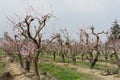 Peach flowers in spring