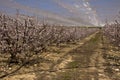 Peach trees blooming Hanadiv velly Israel