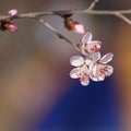 Peach trees in blossom Royalty Free Stock Photo