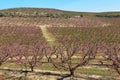 Peach Trees in Early Spring Blooming in Aitona, Catalonia Royalty Free Stock Photo