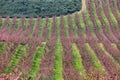 Peach Trees in Early Spring Blooming in Aitona, Catalonia Royalty Free Stock Photo