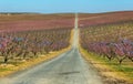 Peach Trees in Early Spring Blooming in Aitona, Catalonia Royalty Free Stock Photo