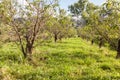 Peach trees orchard
