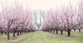 Peach trees Royalty Free Stock Photo