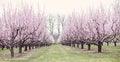 Peach trees