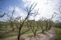 Peach Trees in Rows in a Orchard in the Spring Royalty Free Stock Photo