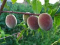 Peach tree with four fruits