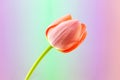 Peach Tulip Against Pastel Gradient Backdrop