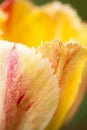 Peach Tulip Petal Royalty Free Stock Photo