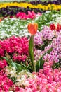 Peach tulip surrounded by colourful flowers