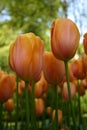 Peach Tulips Royalty Free Stock Photo