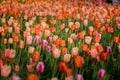 Peach Tulips Royalty Free Stock Photo