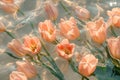 Peach tulips floating gracefully on water with soft sunlight reflections Royalty Free Stock Photo