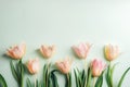 Peach tulips on light green background. Spring holidays concept. Top view, flat lay Royalty Free Stock Photo