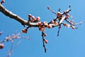 Peach twig with pink flower buds, blue sky background Royalty Free Stock Photo