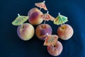 Peach umbrellas, fun still life of fresh early fall fruit