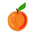 Peach. Vector fruit illustration Royalty Free Stock Photo