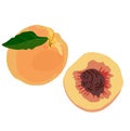 Peach vector illustration. Velvet Nectarine