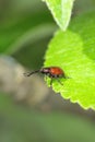 Peach weevil Rhynchites bacchus on the apple leaf. This insect is a pest in orchards. Royalty Free Stock Photo